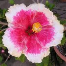 Dinnerplate Hibiscus Flora 10 seeds