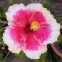 Dinnerplate Hibiscus Flora 10 seeds