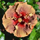 Dinnerplate Hibiscus Magical Earth 1000 seeds
