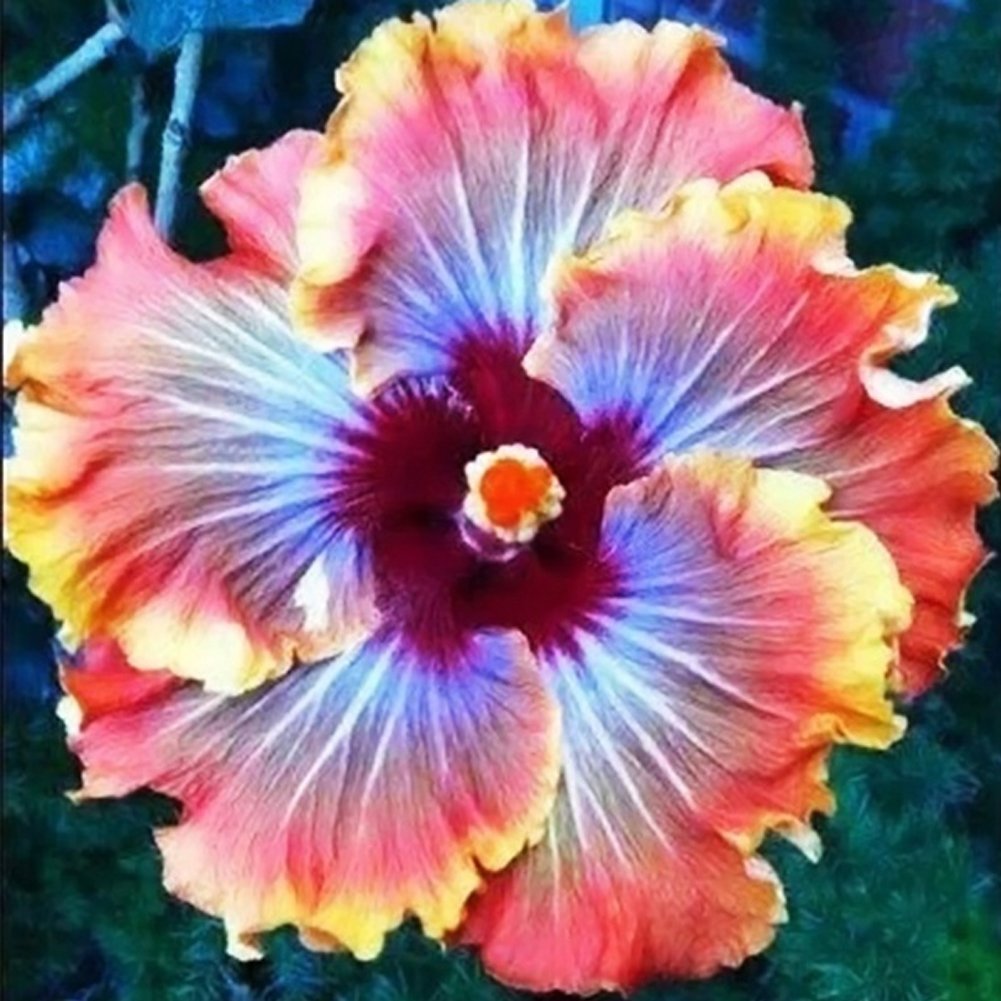 Dinnerplate Hibiscus Impelo 10 seeds