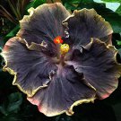 Dinnerplate Hibiscus La Congo 10 seeds