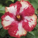Dinnerplate Hibiscus Whirlaway 1000- seeds
