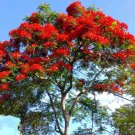 Delonix regia red,  Flamboyant tree, Flame tree 50 seeds