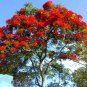 Delonix regia red,  Flamboyant tree, Flame tree 50 seeds