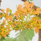 Delonix regia yellow,  Flamboyant tree, Flame tree 250 seeds