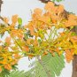 Delonix regia yellow,  Flamboyant tree, Flame tree 250 seeds