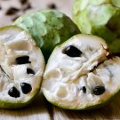 Cherimoya, Annona cherimola 5 seeds