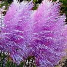Purple PAMPAS GRASS cortaderia selloana 500+ seeds