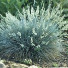 Blue Fescue ornamental grass 4 oz seeds