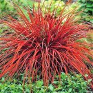 Red SEDGE GRASS Firedance, Uncinia rubra evergreen 2000+ seeds