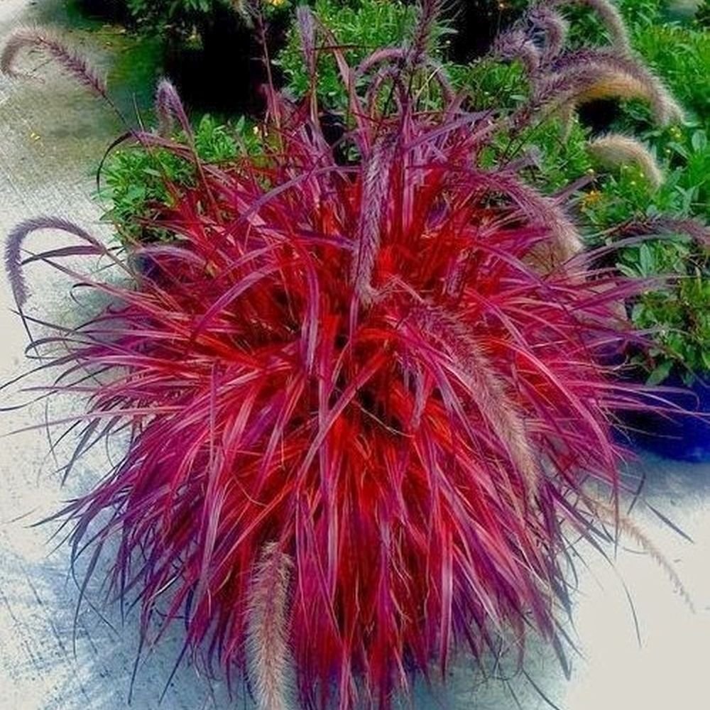 RED FOUNTAIN GRASS pennisetum setaceum red 200+ seeds