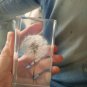Dandelion Objet D'Art MoMA Exclusive/MoMA Best Seller