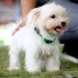 Our K9 Training Made Easy Bark Collar for Small Dogs Using Ultrasonic & Vibra...