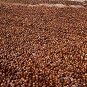 Capomo Herbal Coffee Substitute - Acid Free, Caffeine Free, And Gluten Free -...