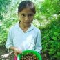 Capomo Herbal Coffee Substitute - Acid Free, Caffeine Free, And Gluten Free -...