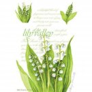 Fresh Scents Scented Sachets - Lily of the Valley, Lot of 6