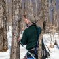Butternut Mountain Farm, 100% Pure Maple Syrup From Vermont, Grade A, Amber C...