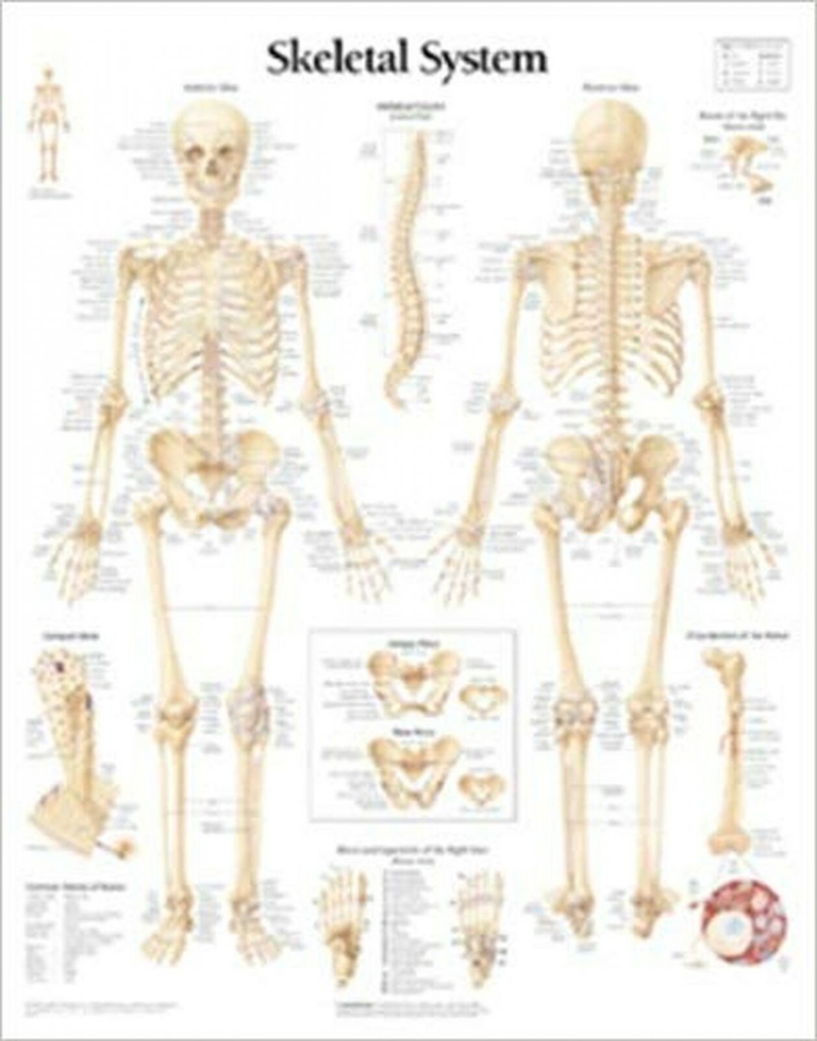 The Skeletal System chart: Laminated Wall Chart
