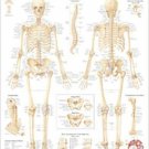 The Skeletal System chart: Laminated Wall Chart