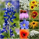 Bulk Package of 30,000 Seeds, Texas/Oklahoma Wildflower Mixture (100% Pure Li...