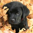 Puppy Training The Natural Way