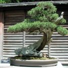 Growing Bonsai Trees