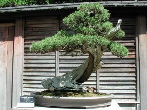 Growing Bonsai Trees