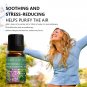 Essential Oils Lavender Eucalyptus Tea Tree Peppermint Rosemary Mint Bergamot Lemon Rose