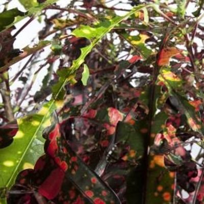 Codiaeum Variegatum [LP] - VINYL