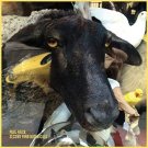 Second Yard Botanicals [LP] - VINYL