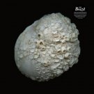 Brazil [LP] - VINYL