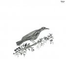 Canto Peregrino [10 inch LP]