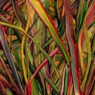 Where Wildness Grows [LP] - VINYL