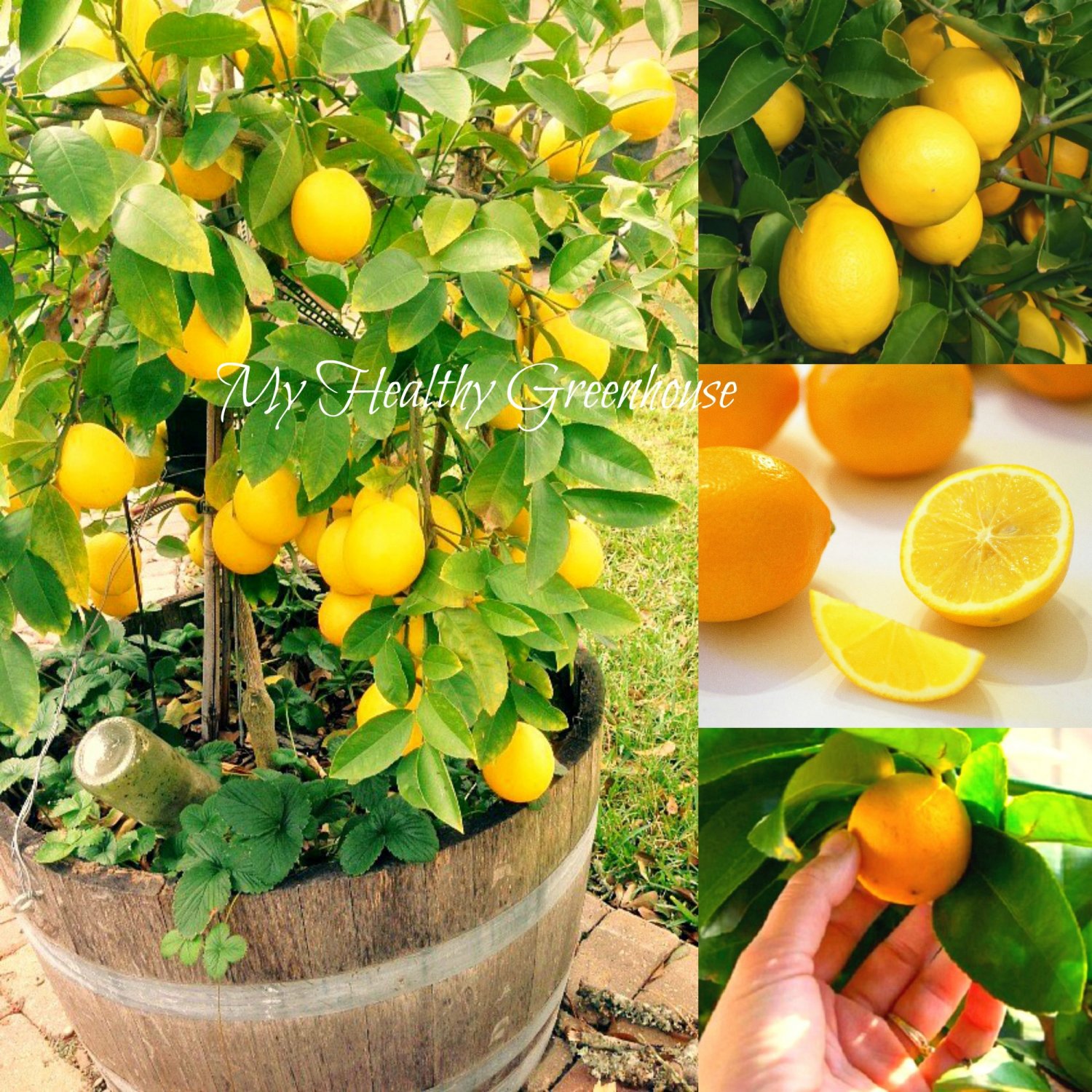 Seeds Self Pollinating Dwarf Meyer Lemon “citrus Meyeri” Indoor