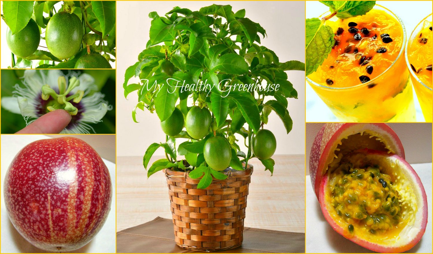 SEEDS Dwarf Passion Fruit “Panama Red Pandora Hybrid” (Passiflora