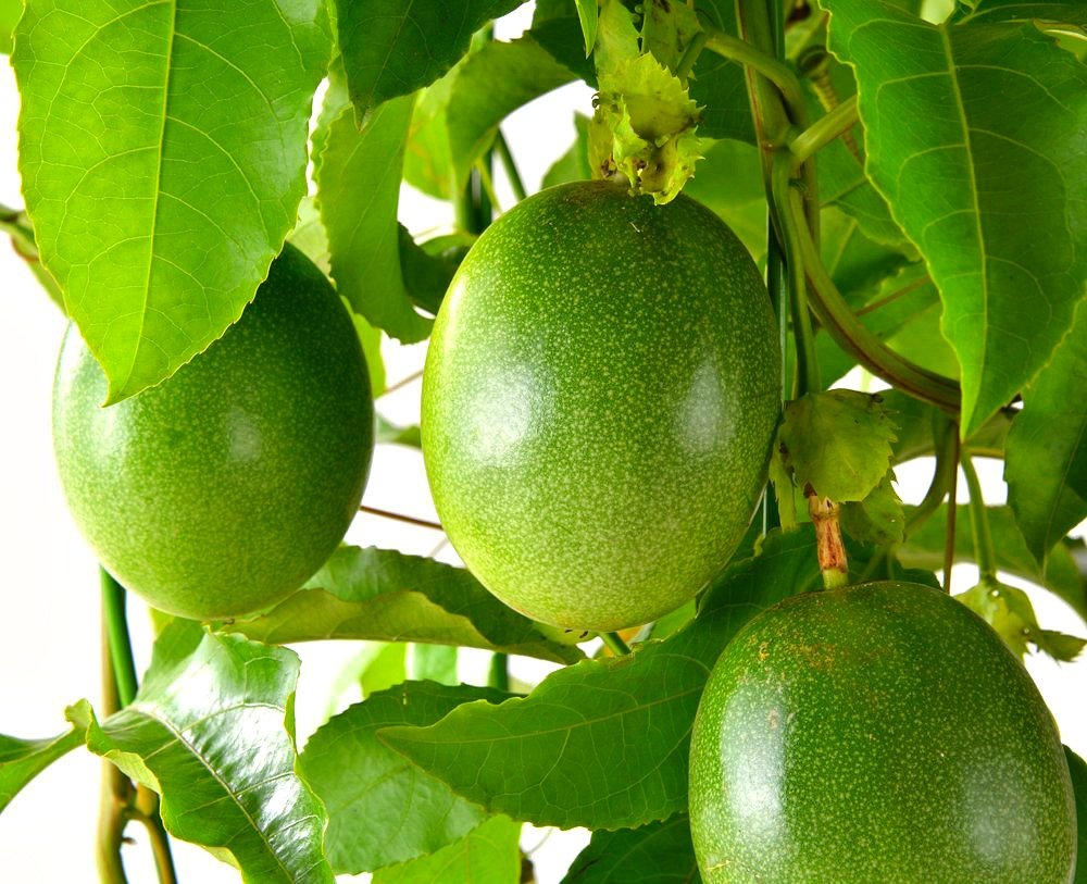 SEEDS Dwarf Passion Fruit “Panama Red Pandora Hybrid” (Passiflora