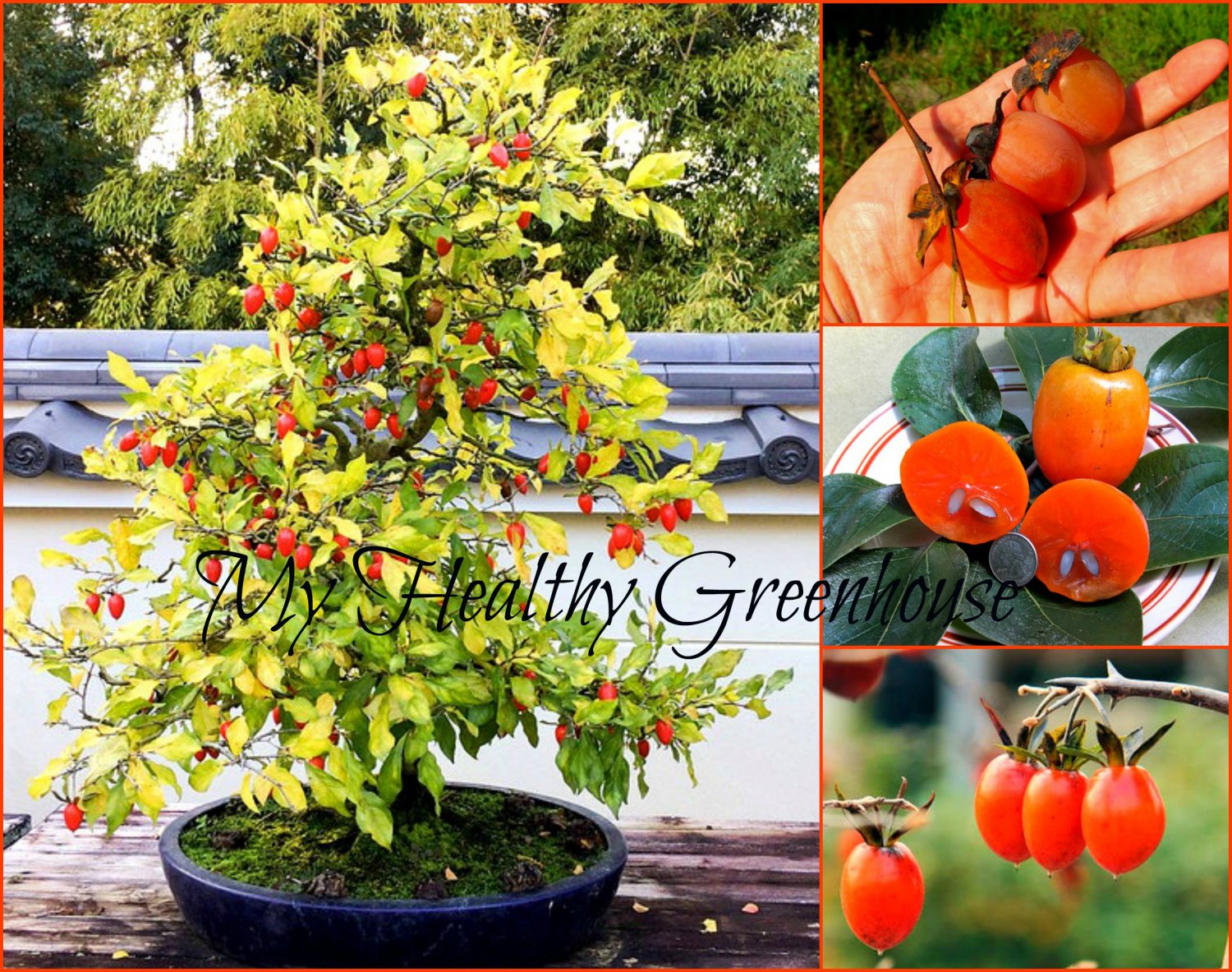 SEEDS Dwarf Persimmon “Saijo” Heavy Bearing Fruit Tree, Ideal for