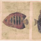 Fish Sea 513B59775 Wallpaper Border