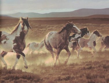 Horses B96510 Wallpaper Border