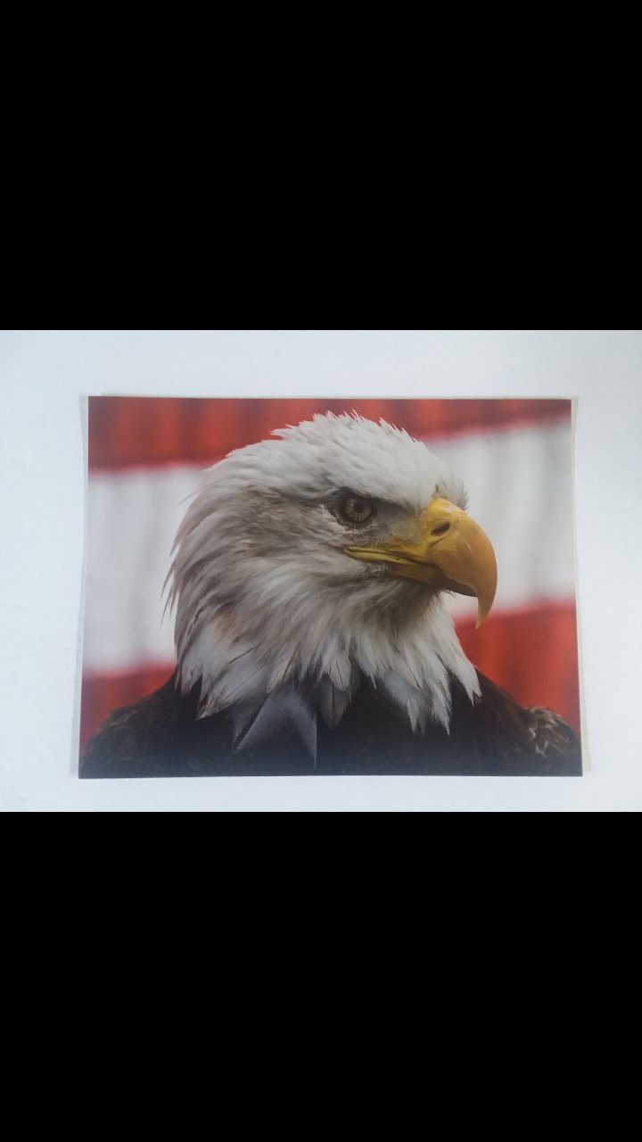 USA Flag Bald Eagle (D1) Poster - 8.5" x 11" - Free FC SH - Perfect for Framing!