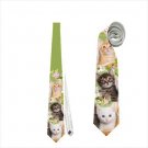 Necktie tabby kitten white cat