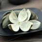 Si Hua Qing Pi 500g Green Tangerine Peel Pericarpium Citri Reticulatae Viride