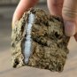 Du Zhong 500g Eucommia Bark Cortex Eucommiae