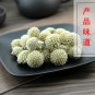Lv Luo Hua 500g Green Flower Scindapsus Aureus Edgeworthia Chrysantha