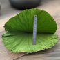 He Ye 500g Folium Nelumbinis Lotus Leaf Nelumbo Nucifera Gaertn.