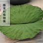 He Ye 500g Folium Nelumbinis Lotus Leaf Nelumbo Nucifera Gaertn.