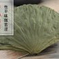 He Ye 500g Folium Nelumbinis Lotus Leaf Nelumbo Nucifera Gaertn.