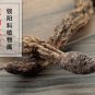 Suo Yang 500g Songaria Cynomorium Herb Herba Cynomorii