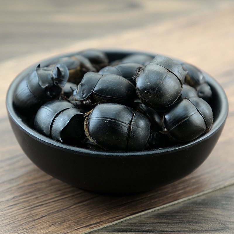 Qiang Lang 500g Catharsius Dung Beetle Catharsius Molossus (Linnaeus).