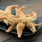 Hai Pan Che 500g Starfish Sea Star Five-pointed Star Asterias Rollestoni
